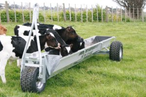 calves feeding from trough mobile