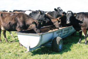 Cows feeding from trough mobile
