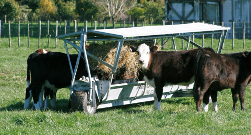 calves-eating-hay-from-trough