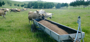 Cows feeding from trough Mobile