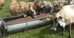 jerseys-feeding-from-troughmobile